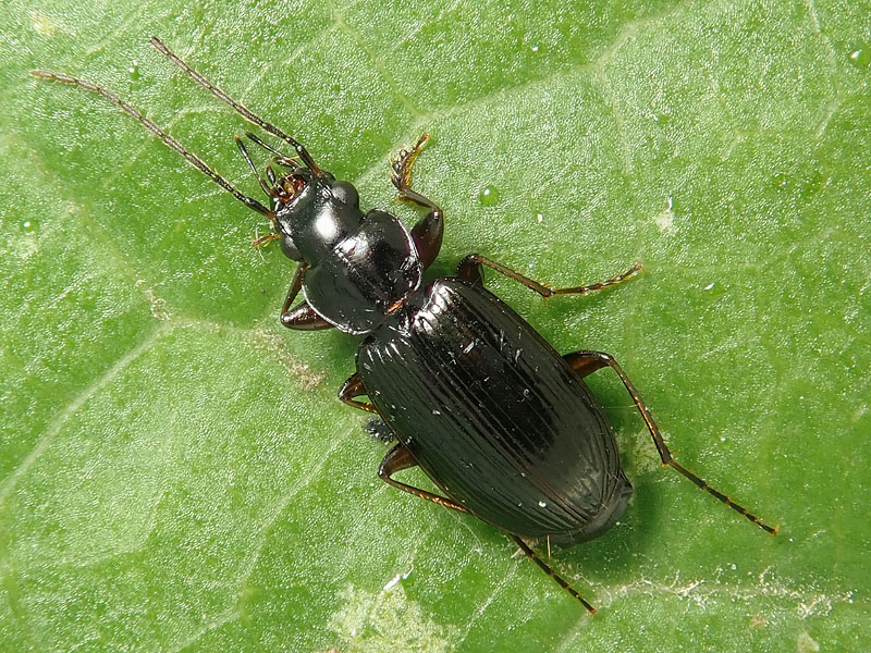 Carabidae: Badister dilatatus ? S